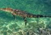 Cocodrilo de 1.5 metros mantiene vigilancia especial en Playa Caleta de Cozumel Cocodrilo Playa Caleta
