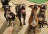 Proponen hasta tres años de cárcel por abandonar mascotas en Quintana Roo Perros en Quintana Roo