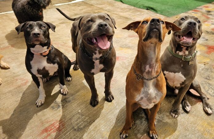 Perros en Quintana Roo