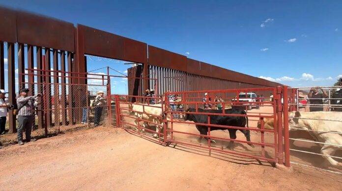 Ganado en frontera