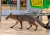 Confirman rabia en zorra gris localizada en una tienda de Cancún fauna silvestre y salud pública