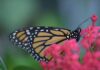 Cozumel inicia tercer año de monitoreo de la mariposa monarca mariposas en Cozumel