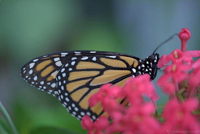 mariposas en Cozumel