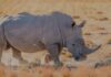 Rinoceronte blanco llega a Guadalajara desde París para fortalecer la diversidad genética de la especie Conservación genética del rinoceronte México