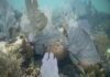 La UICN advierte que el cambio climático pone en riesgo a los arrecifes de coral Calentamiento y blanqueamiento de corales