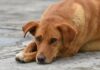 Senado aprueba nueva Ley de Bienestar Animal y deja en manos de los estados regulación de corridas y peleas de gallos Ley bienestar animal