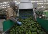 Sheinbaum acuerda medidas para fortalecer exportación de aguacate y frenar deforestación aguacate exportación
