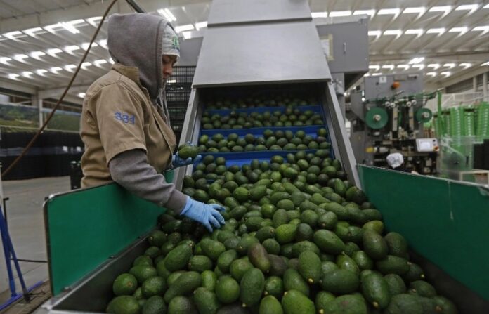 aguacate exportación