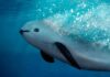 CITES evaluará en noviembre las medidas para evitar la extinción de la vaquita marina Protección del mamífero marino