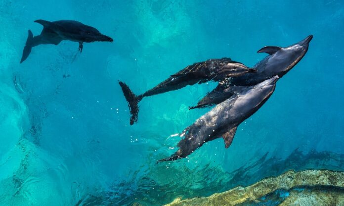 Delfines en Cancún