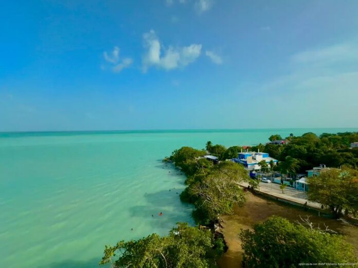 Manatí antillano