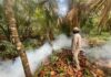 Playa del Carmen mantiene vigilancia por dengue tras las lluvias Criaderos de mosquitos