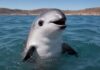 México reduce 86% la zona donde se prohíben redes de pesca para proteger a la vaquita marina Vaquita marina