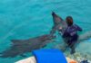 Tres delfines de Ventura Park no serían trasladados por riesgo de muerte delfines cautivos