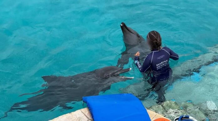 delfines cautivos