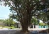 Playa del Carmen prepara reglamento para proteger árboles ante el crecimiento urbano reglamento arbolado urbano