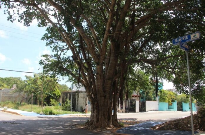 reglamento arbolado urbano